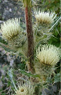 A close-up of White thistle flower heads growing out of the stem  