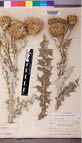Two Dried Yellowspine thistles and a dried Yellowspine thistle leaf placed on a white background  