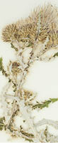A dried Wyoming thistle placed on a white background  