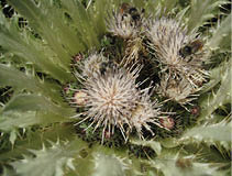 A close-up view of a Stemless thislte  