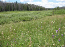 A field of thisltes and grass and trees in the background  