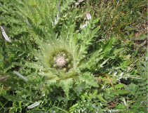 A stemless thistle  