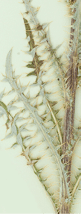 Dried Colorado thistle leaves placed on a white background  