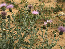 Wavyleaf thistles in dirt  
