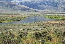 Open woods with a body of water  