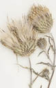 Dried Tracy's thistle leaves placed on a white background  