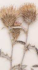 Three dried Barneby thistles placed on a white background  