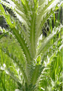 A close-up view of thistle leaves  