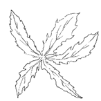 Black and white drawing of basal leaves  