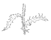 A black and white drawing of the spiny wings of a thistle  