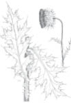 A black and white drawing of a Musk thistle  