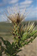 A close-up view of a Ownbey's thistle with a white and purple flower head  