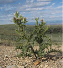 An Ownbey's thistle with plains in the background  