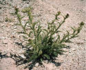 An Ownbey's thistle planted in dirt and rocks  