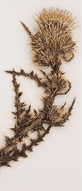 A dried Ownbey's thistle placed on a white background  