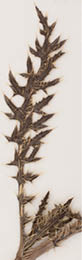 Dried Ownbey's thistle leaves placed on a white background  