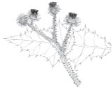 A black and white drawing of a Scotch thistle  
