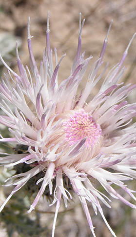 A white and light purple thislte  