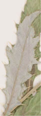Dried leaves of a canada thistle  