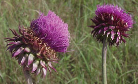 A close up of Musk thistle flower heads  