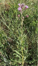 A single Canada Thistle surrounded by grass  