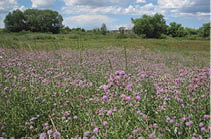 A field of Canada Thistles  