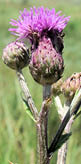 An up close picture of a cirsium arvense with a purple flower sprouting at the top  