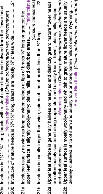 20a  Involucre is 1   -1    long; bracts with a stout spine that bend outward from the flower head                      