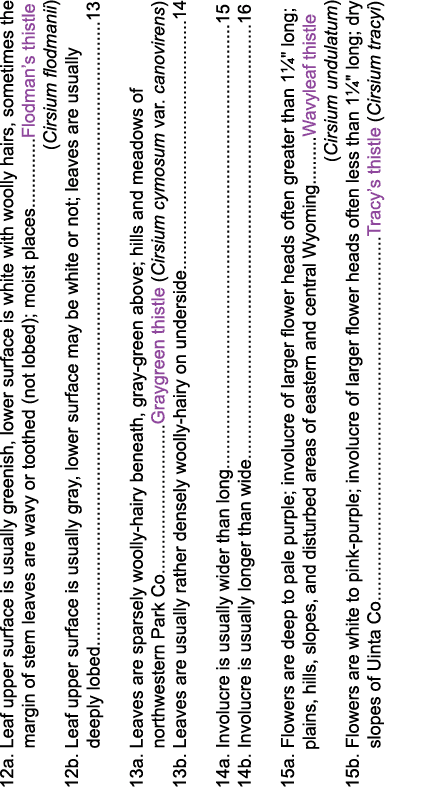 12a  Leaf upper surface is usually greenish, lower surface is white with woolly hairs, sometimes the     margin of st   