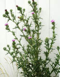 A large bull thistle plant  