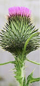 A bull thistle with a pink flower head shaped like an urn  