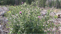 A bull thistle plant in the woods  
