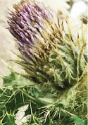 A close-up of a Murdock's thistle with a purple flower head  
