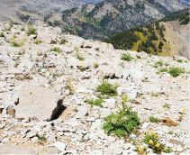 A high view with rocks and thistles in the foreground and mountains in the background  
