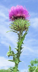 A close-up of a plumeless thistle  