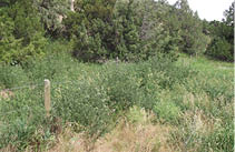 Brown Plumeless thistles growing along a fence line  