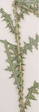 Plumeless thistle leaves placed on a white background  