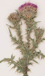 A dried Plumeless thistle placed on a white background  