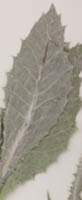 Dried leaves of a Scotch thistle placed on a white surface  