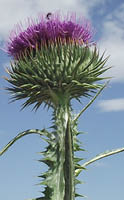A close up of a Scotch Thistle  