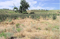 A field of thistles and a few trees  