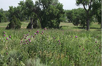 A field of musk thistles with trees in the background  