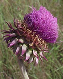 An up close picture of a purple Musk thistle  