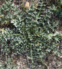 Basal leaves of a musk thistle  