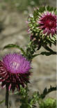 A close up of two musk thistles  