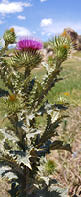 A close-up of a Scotch thistle  