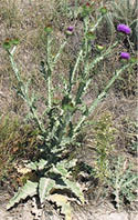 A single Scotch thistle 