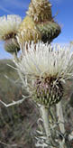 A close-up view of a Prarie thistle with a white flower head  
