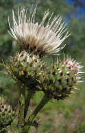 A close-up view of a Fringed thistle witha white flower head  