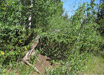 Woodlands with thistles  